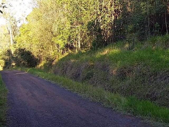 Área para Venda em Montenegro - 4